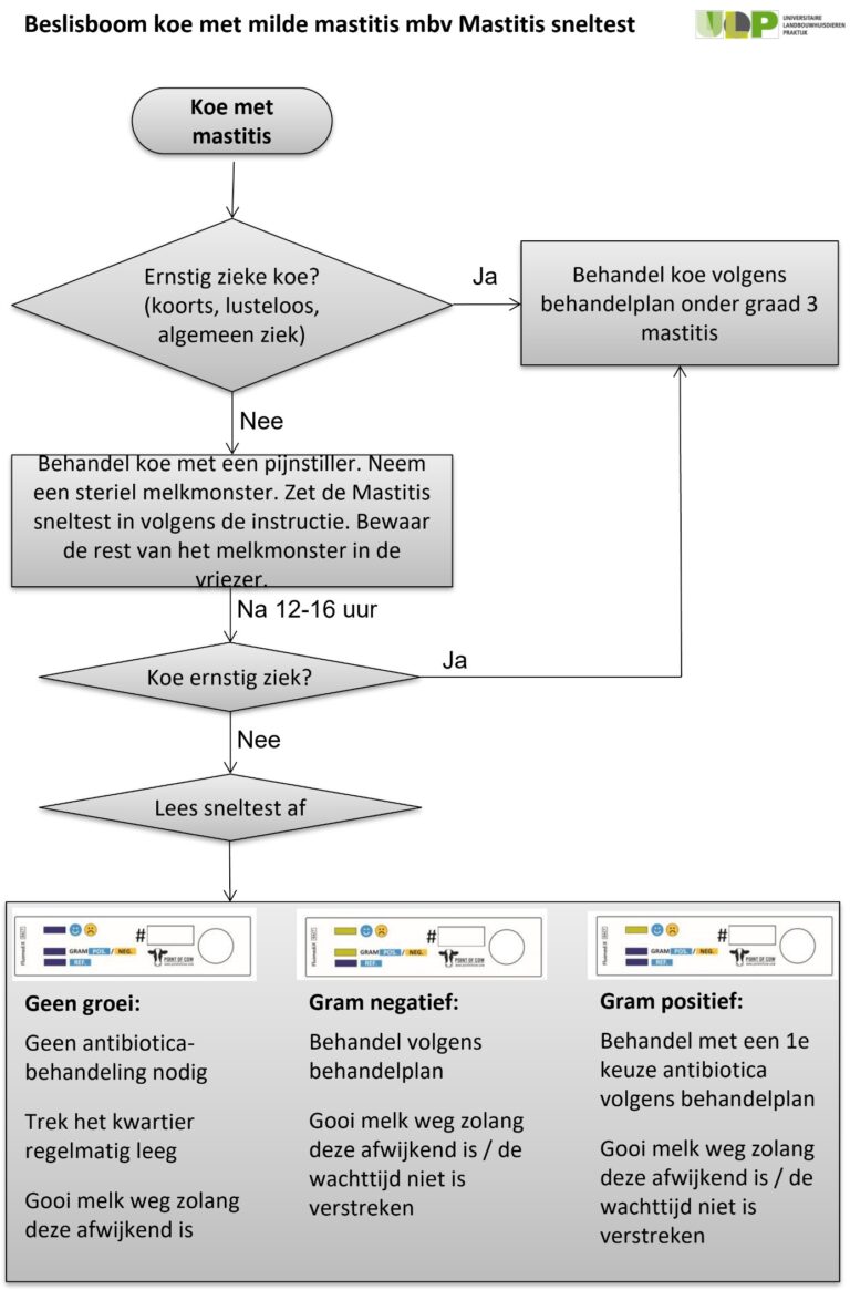 Mastitis Gericht Behandelen: Test Zelf Op Uw Bedrijf! - ULP